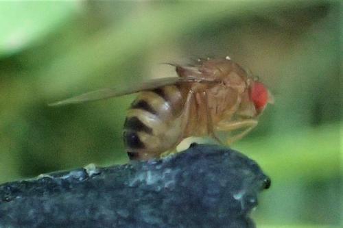 Drosophila immigrans